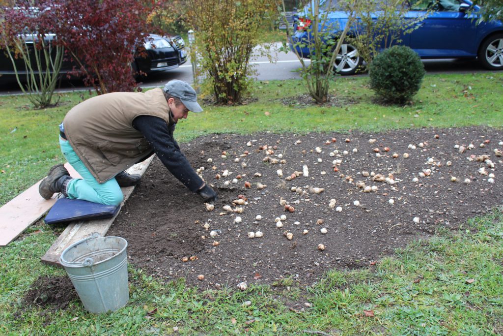 2000 Blumenzwiebeln für unsere Wiese