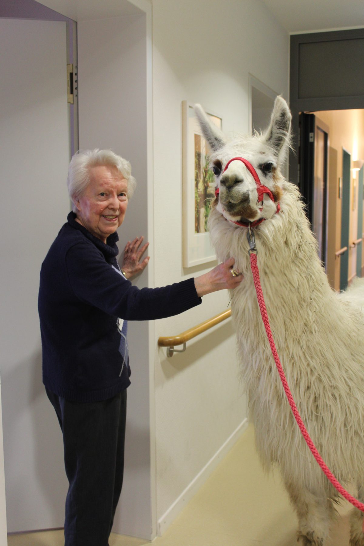 Ein Lama auf Besuch