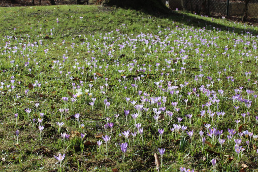 Frühlingsspaziergang