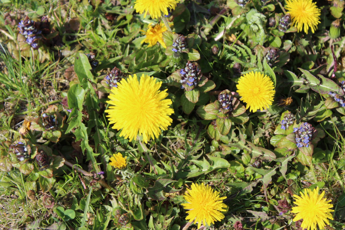 Der Frühling stellt sich ein